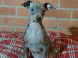 À vendre, un chiot Pinscher femelle fauve bleutée (non LOF)