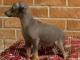 À vendre, un chiot Pinscher femelle fauve bleutée (non LOF)