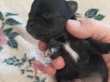 Réservation de 2 chiots 1 mâle 1 femelle Chihuahua noirs (non LOF)