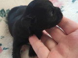 Réservation de 2 chiots 1 mâle 1 femelle Chihuahua noirs (non LOF)