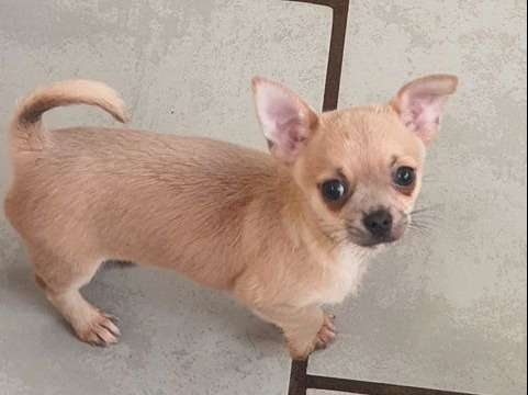 À vendre, 2 chiots Chihuahua à poils courts blue fawn (non LOF) de 2021