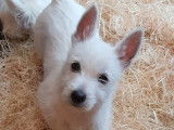 4 chiots Westie blancs non LOF à vendre 1 mâle 3 femelles