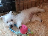 4 chiots Westie blancs non LOF à vendre 1 mâle 3 femelles