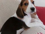 2 chiots Beagle 1 mâle 1 femelle tricolores non LOF en vente