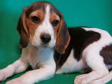 2 chiots Beagle 1 mâle 1 femelle tricolores non LOF en vente