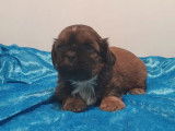 2 chiots m&acirc;les de race Shih Tzu &agrave; vendre (non LOF) rouge ou tricolore