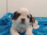 2 chiots m&acirc;les de race Shih Tzu &agrave; vendre (non LOF) rouge ou tricolore