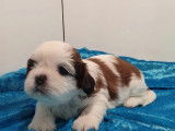 2 chiots m&acirc;les de race Shih Tzu &agrave; vendre (non LOF) rouge ou tricolore