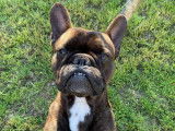 De type Bouledogue Fran&ccedil;ais disponible pour saillie