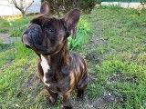 De type Bouledogue Fran&ccedil;ais disponible pour saillie