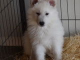 En vente chiots de race Berger Blanc Suisse blancs (non LOF)