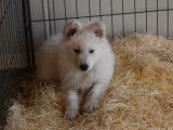 En vente chiots de race Berger Blanc Suisse blancs (non LOF)