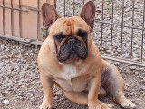 Un chien Bouledogue Français roux disponible pour saillie (LOF)