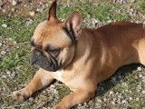 Un chien Bouledogue Français roux disponible pour saillie (LOF)