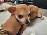 Un chiot mâle Chihuahua fauve non LOF à vendre