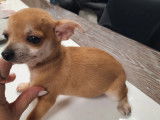 Un chiot mâle Chihuahua fauve non LOF à vendre
