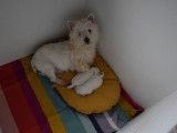 Chiot West Highland Terrier LOF à réserver