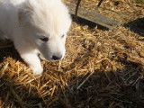 Chiots Berger Blanc Suisse LOF &agrave; r&eacute;server