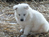 Chiots Berger Blanc Suisse LOF &agrave; r&eacute;server