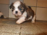 Chiots Shih Tzu LOF à réserver
