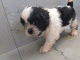 Chiots Shih Tzu LOF à réserver