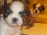 Chiots Shih Tzu LOF à réserver