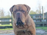 Etalon Dogue de Bordeaux LOF disponible pour saillie