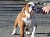 Chiot Bouledogue Anglais LOF fauve et blanc à vendre