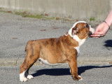 Chiot Bouledogue Anglais LOF fauve et blanc à vendre