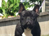 Etalon Bouledogue Français bringé LOF disponible pour saillie