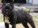 Etalon Bouledogue Français bringé LOF disponible pour saillie