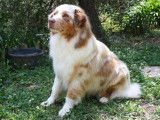 Etalon Berger Australien rouge merle LOF disponible pour saillie