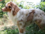 Etalon Berger Australien rouge merle LOF disponible pour saillie
