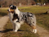 Etalon Berger Australien bleu merle LOF disponible pour saillie