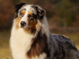 Etalon Berger Australien bleu merle LOF disponible pour saillie