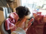 Tendre chiot femelle Shetland Sheepdog LOF &agrave; r&eacute;server pour janvier 2022