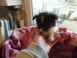 Tendre chiot femelle Shetland Sheepdog LOF &agrave; r&eacute;server pour janvier 2022