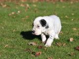 Affectueux chiots Setters Anglais mâles LOF à réserver pour mi-janvier 2022