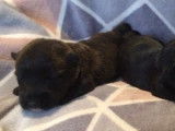 Trois remarquables chiots femelles Scottish Terriers LOF, disponibles &agrave; partir de janvier 2022
