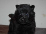 Séduisant chiot mâle Schipperke LOF noir, disponibles