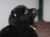 Séduisant chiot mâle Schipperke LOF noir, disponibles