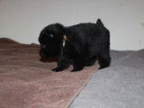 Séduisant chiot mâle Schipperke LOF noir, disponibles