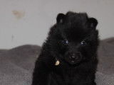 Séduisant chiot mâle Schipperke LOF noir, disponibles