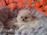 Chiots Teacup Pomeranian à vendre