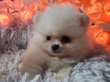 Chiots Teacup Pomeranian à vendre