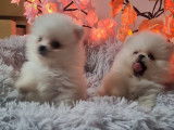 Chiots Teacup Pomeranian à vendre