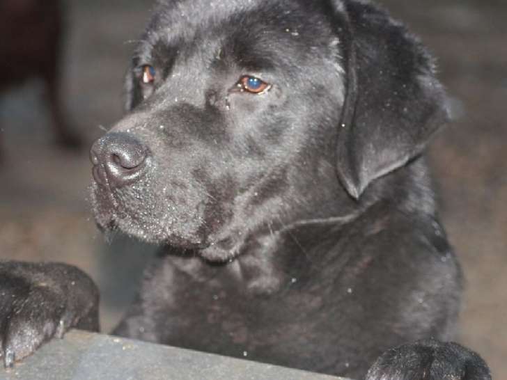 Etalon Labrador Retriever noir LOF à vendre