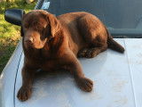 Etalon Labrador Retriever chocolat LOF disponible pour saillie
