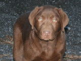 Etalon Labrador Retriever chocolat LOF disponible pour saillie