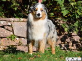 Etalon Berger Australien bleu merle LOF disponible pour saillie